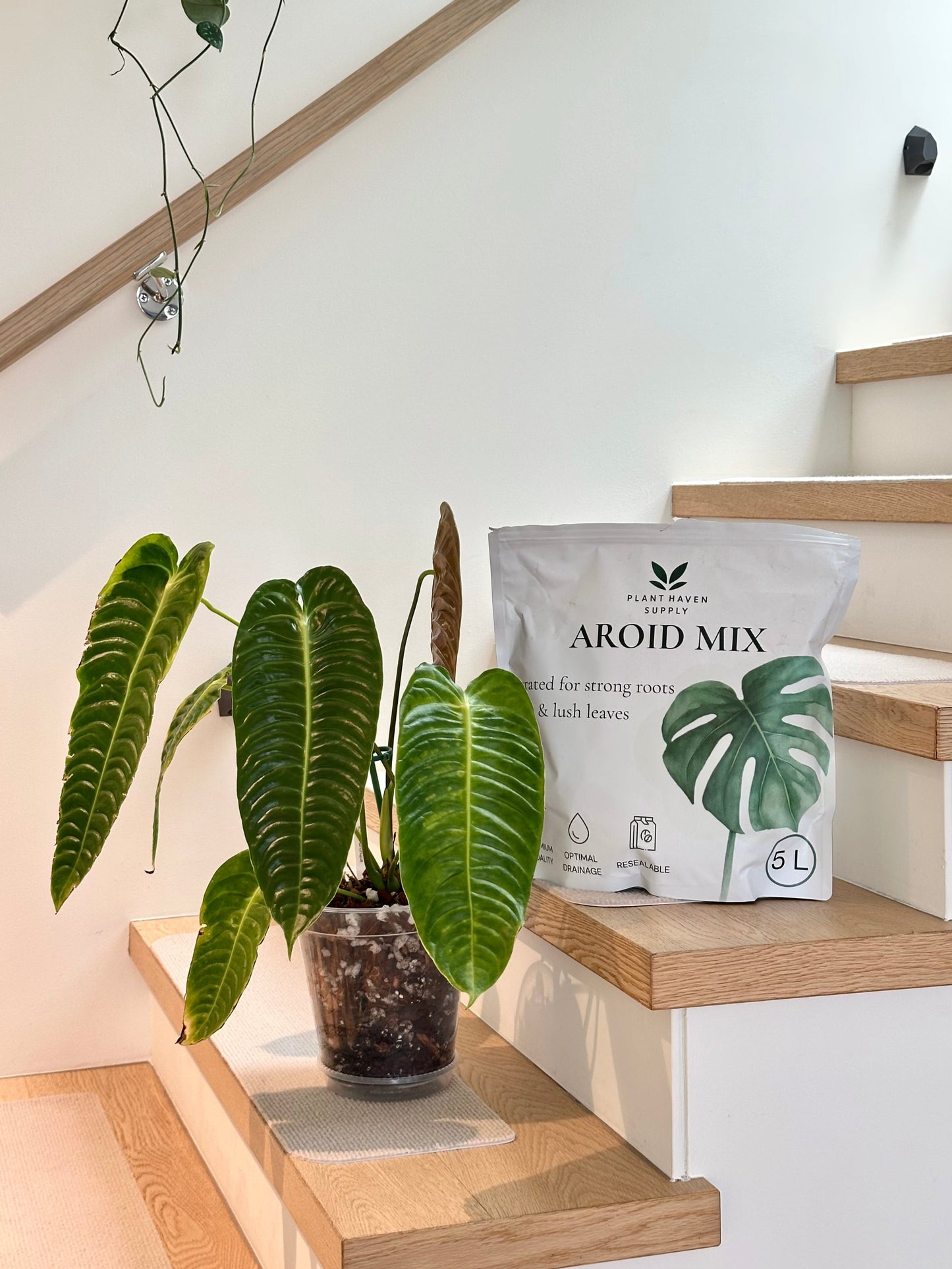 Plant Haven Supply Aroid Mix | Premium Chunky Mix for Tropicals