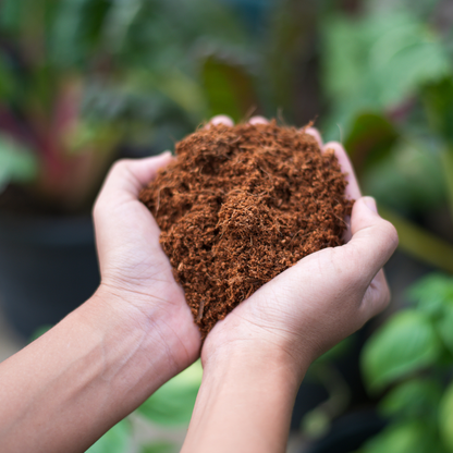 Coco Coir