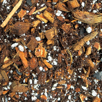 Collector Anthurium Mix | Tree Fern Based Mix