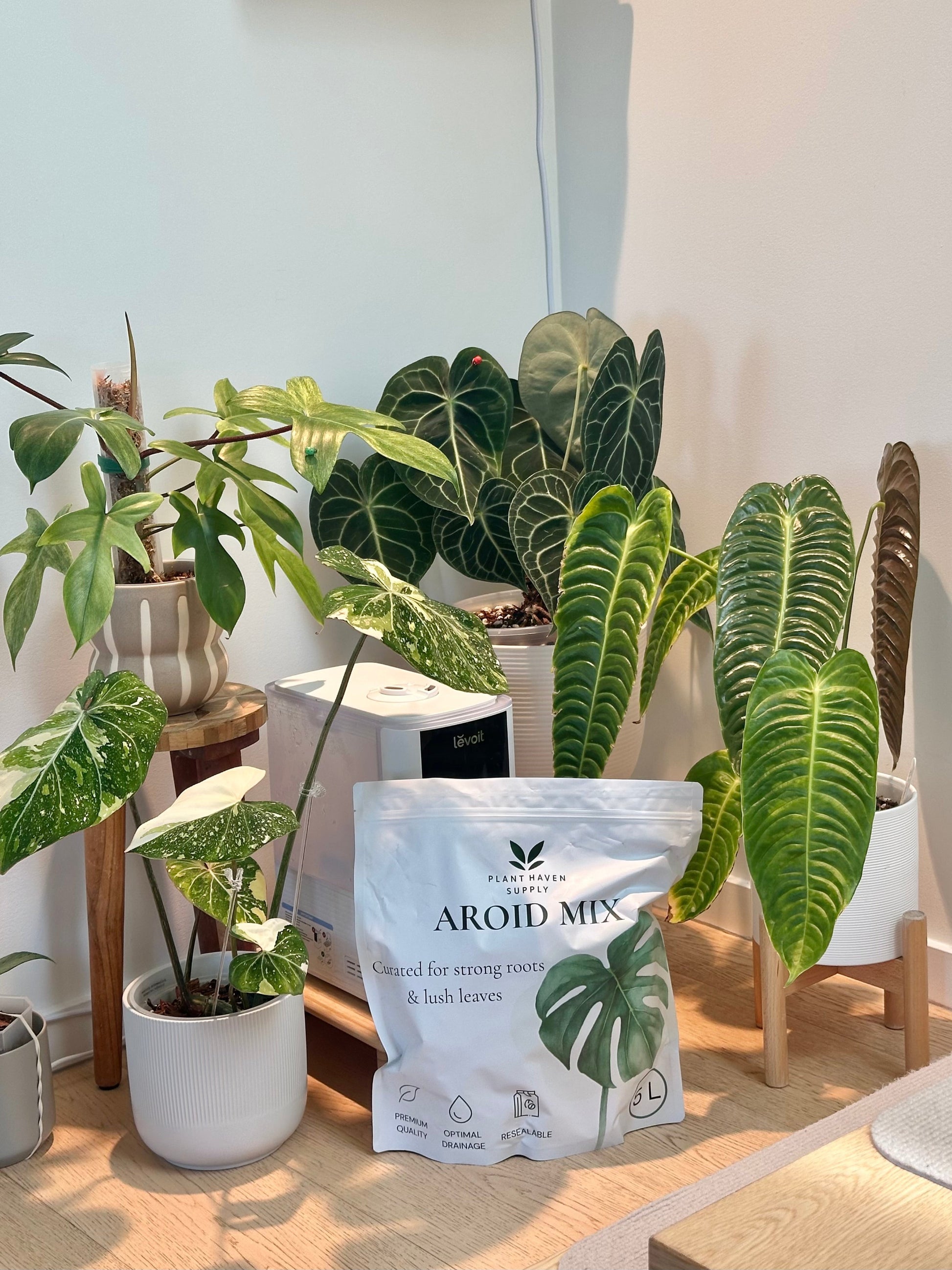 Potted plants on a wooden floor with a bag of Aroid Mix fertilizer in the foreground.