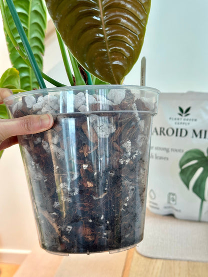 Plant Haven Supply Aroid Mix | Premium Chunky Mix for Tropicals